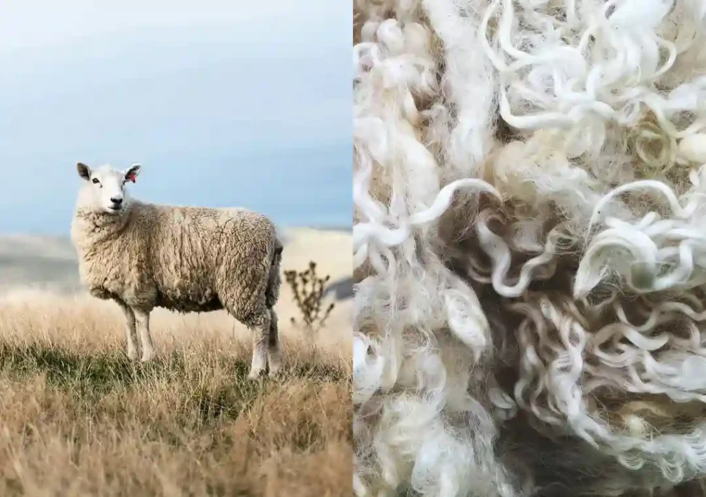 merino wool