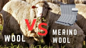 merino wool socks VS wool socks