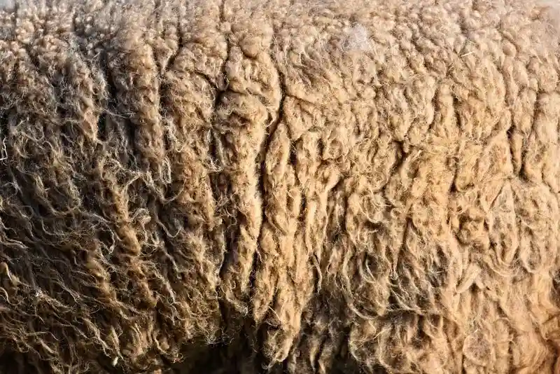 merino wool