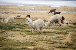 alpaca sock