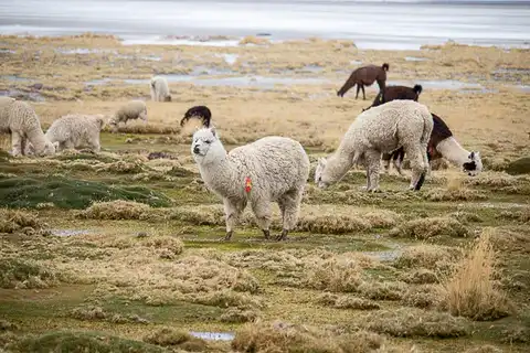 alpaca sock