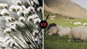 cotton vs wool socks