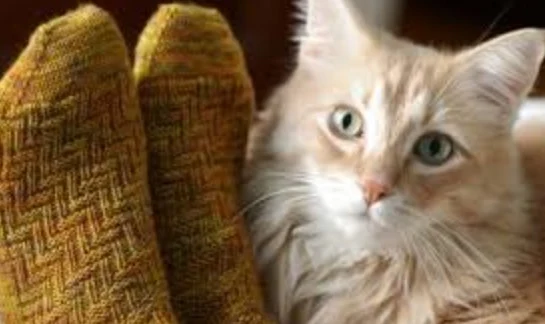 cat socks 4.