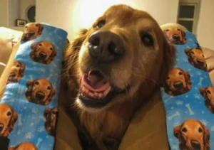 socks with dog face 1.