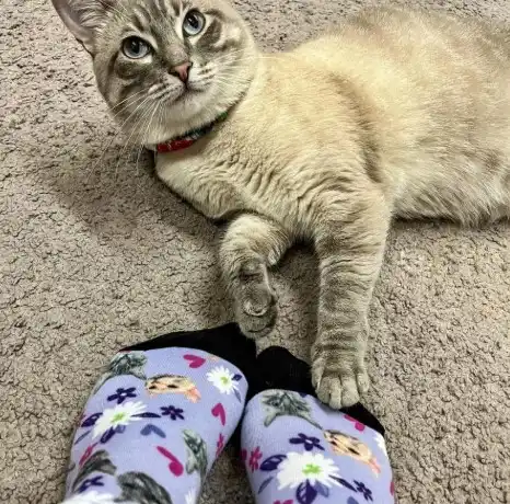 pet face socks 2.