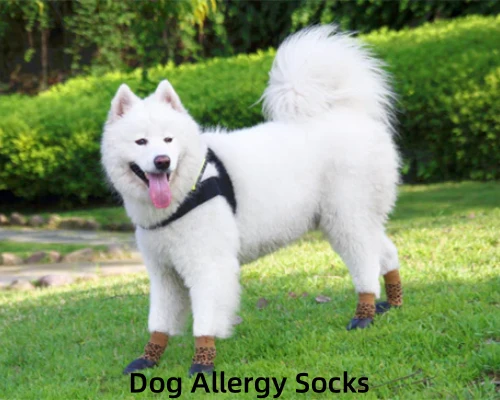 A happy Samoyed wears dog allergy socks to protect its paws from outdoor allergens.