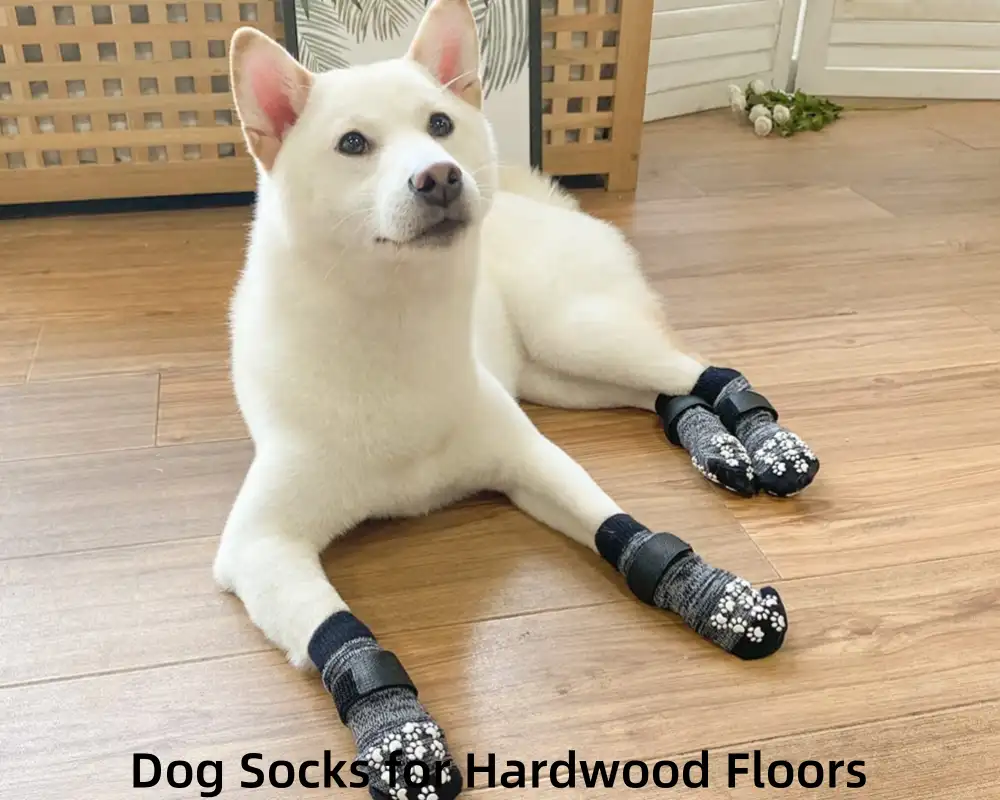 A Shiba Inu wears dog socks for hardwood floors while resting on a wooden floor.