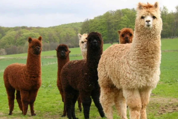 Alpaca wool socks material — lightweight, hypoallergenic fiber from alpacas