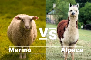 Merino vs alpaca wool socks