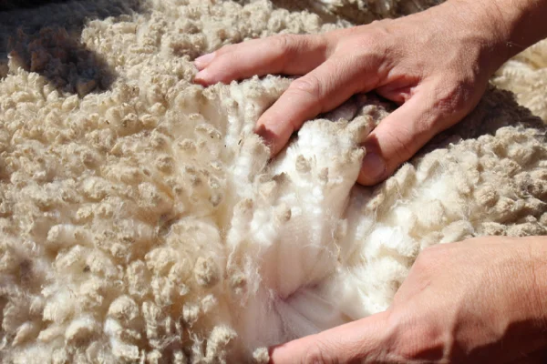 Merino wool socks material — fine, soft fiber from merino sheep
