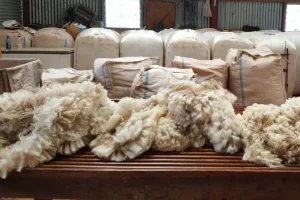 Regular wool socks material — coarse sheep wool yarn for durable everyday socks
