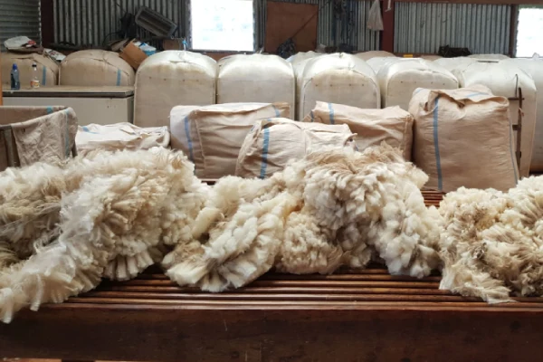 Regular wool socks material — coarse sheep wool yarn for durable everyday socks