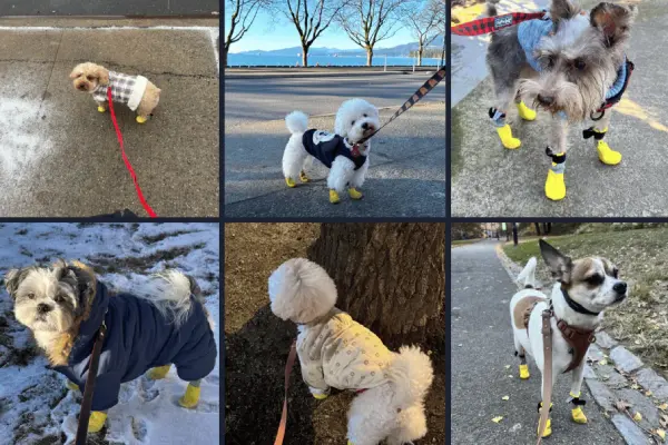 Anti-slip socks for dogs worn by various breeds in different outdoor settings.