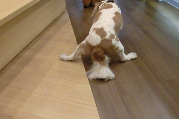Dog walking slippy on hardwood floor without non-slip grip socks for traction