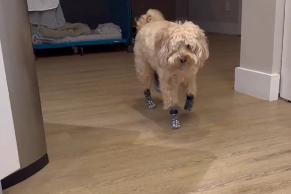 Non-slip dog grip socks help a small dog walk on a wooden floor.