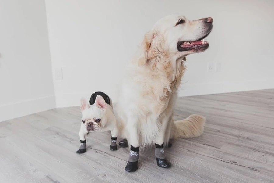 Different dog sizes wearing non-slip grip socks on hardwood, tile, and laminate floors