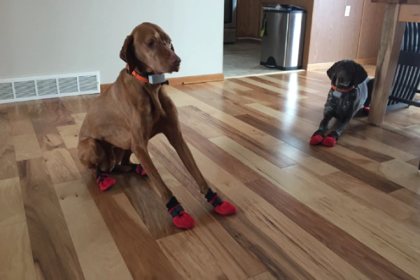 Dog grip socks improving traction on laminate or tile floors at home