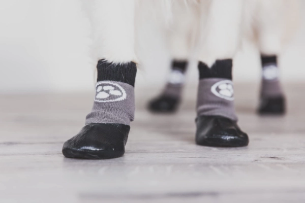 Dog wearing non slip grip socks to prevent slipping on hardwood floor