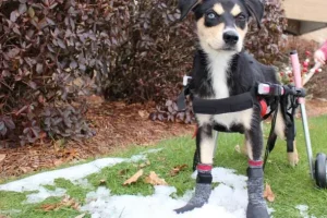 Dog with grip socks for stability during grooming or veterinary procedures
