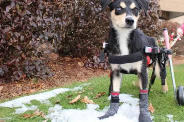 Dog with grip socks for stability during grooming or veterinary procedures