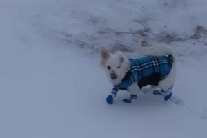 Dog with waterproof socks walking through slush and road salt for outdoor paw protection