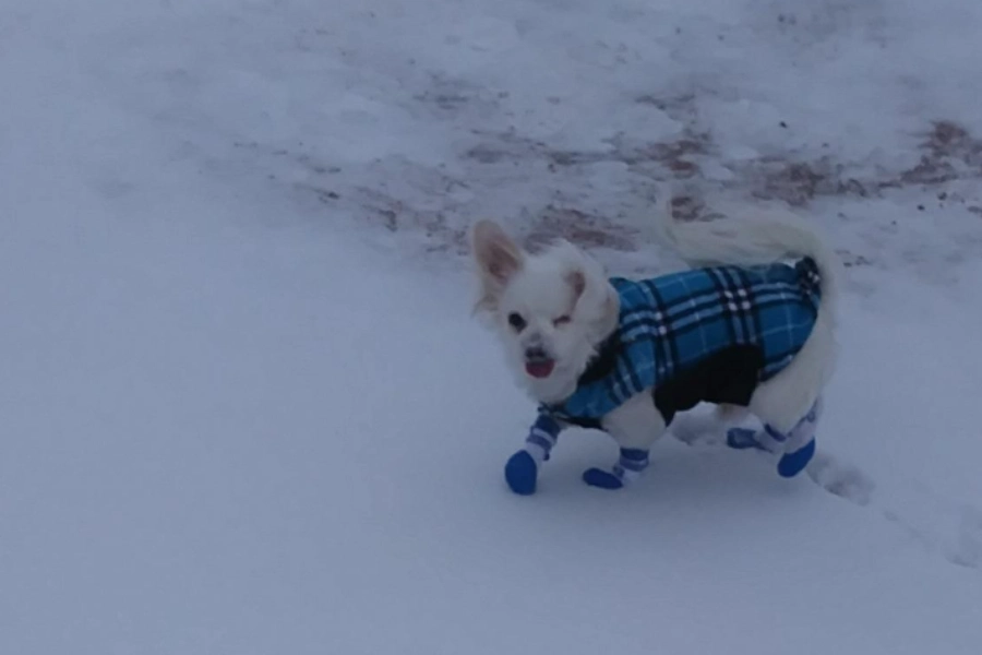 Dog with waterproof socks walking through slush and road salt for outdoor paw protection