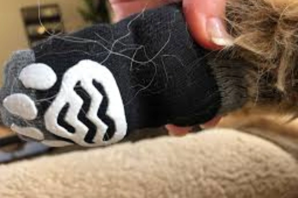 Senior dog regaining stability with non slip grip socks