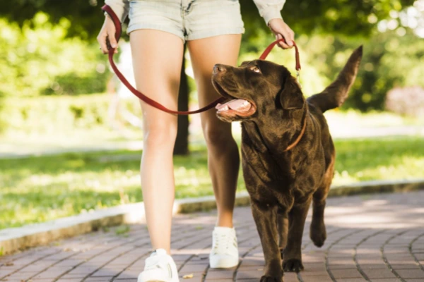 Woman walking dog in park wearing Daily Comfort no show socks for casual outdoor use