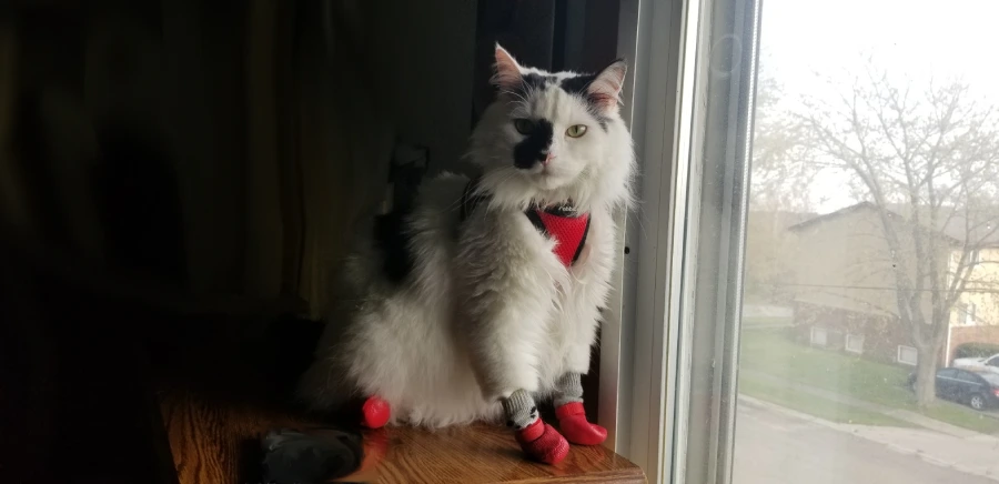 Pet wearing waterproof socks on an indoor windowsill, illustrating non-slip traction and hygiene control on smooth, potentially damp surfaces
