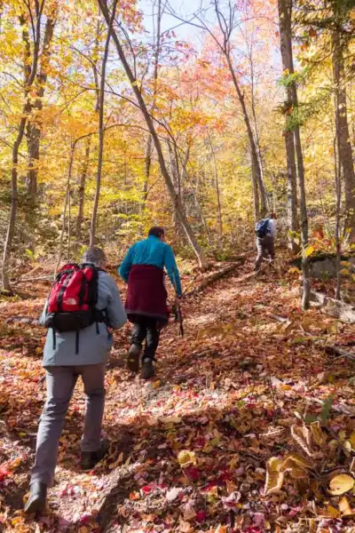 Hikers walking on an autumn forest trail in midweight all-season hiking socks and boots